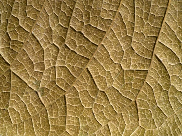 The surface of the leaf is brown. — Stock Photo, Image