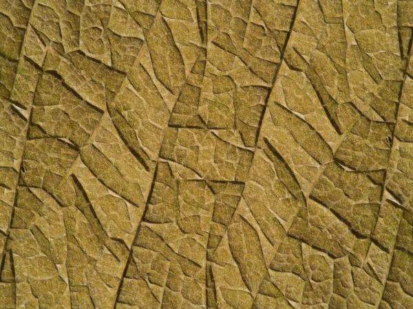 A superfície da folha é marrom . — Fotografia de Stock