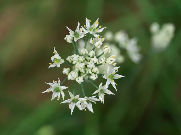 Flor de cebolinha chinesa — Fotografia de Stock