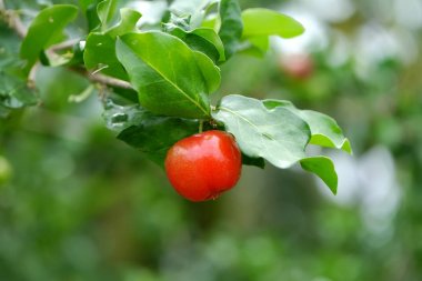 Kırmızı Acerola kiraz ağacı üzerinde kapatın.