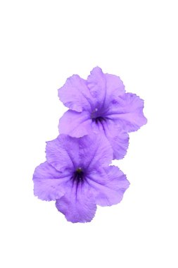 ruellia tuberosa çiçek. 