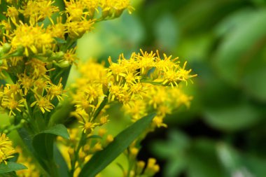 Solidago canadensis çiçek