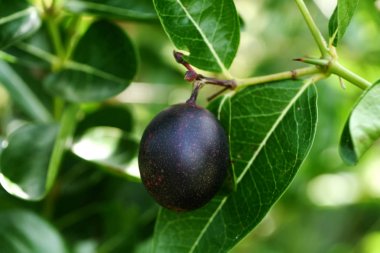 Ağaç üzerinde Bengal kuş üzümü.