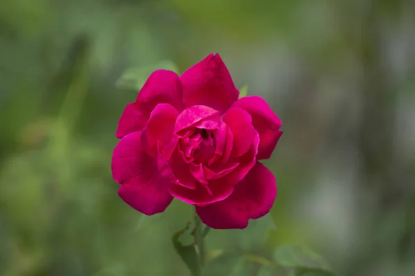 Rosa escuro de Damasco Flor rosa . — Fotografia de Stock