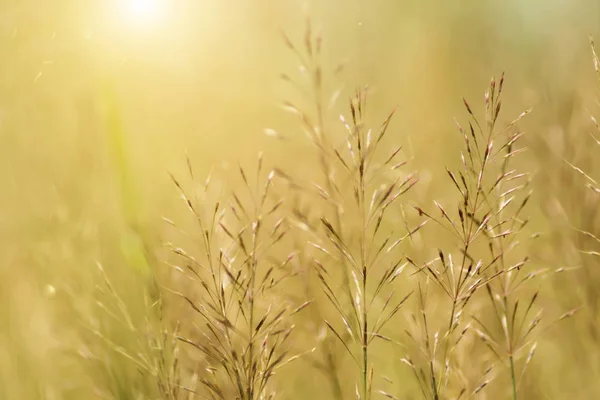 Barbe dorée herbe — Photo
