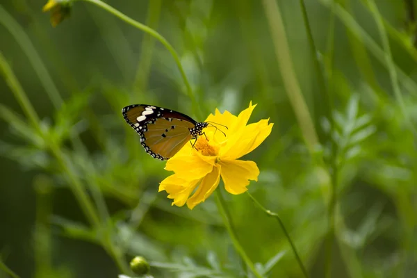 Yellow cosmos flower. — Stock Photo, Image