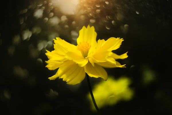 Yellow cosmos flower. — Stock Photo, Image