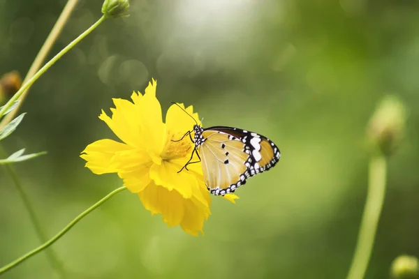 Fiore del Cosmo giallo . — Foto Stock