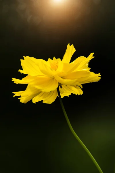 Flor amarilla Cosmos . —  Fotos de Stock
