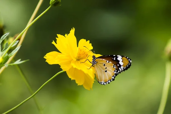 Amarelo Cosmos flor . — Fotografia de Stock