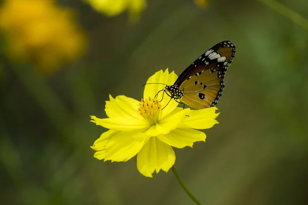 Fiore del Cosmo giallo . — Foto Stock