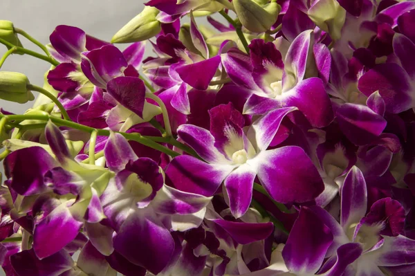 Dendrobium orkide çiçek kadar kapatın. — Stok fotoğraf