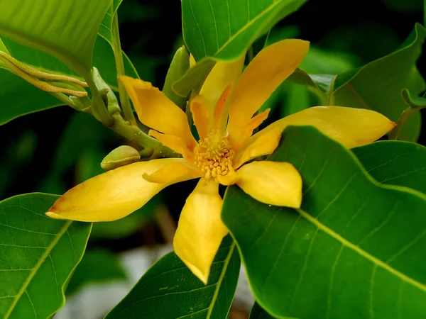 Close up yellow  Champaca flower. — Stock Photo, Image