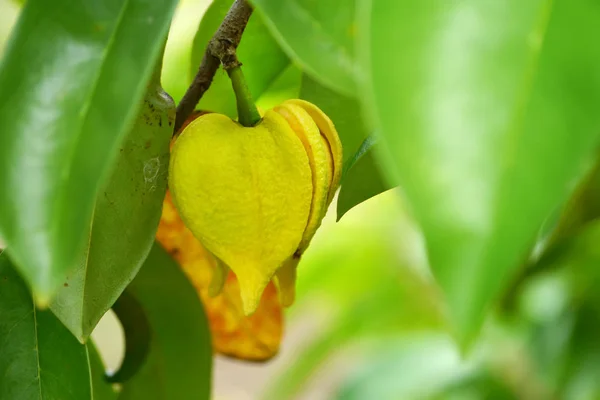 Sauerampferblume am Baum aus der Nähe. — Stockfoto