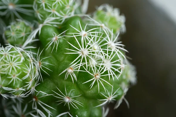 Närbild av kaktusanläggningen. — Stockfoto