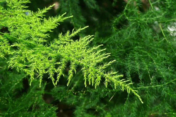 Grünes Blatt der Federfarnpflanze. — Stockfoto