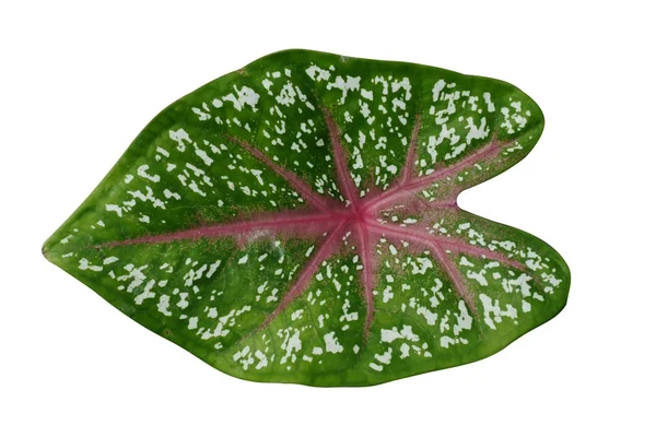 Close up of Caladium leaf. — Stock Photo, Image