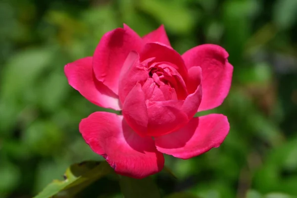 Rosa escuro de Damasco Flor rosa . — Fotografia de Stock