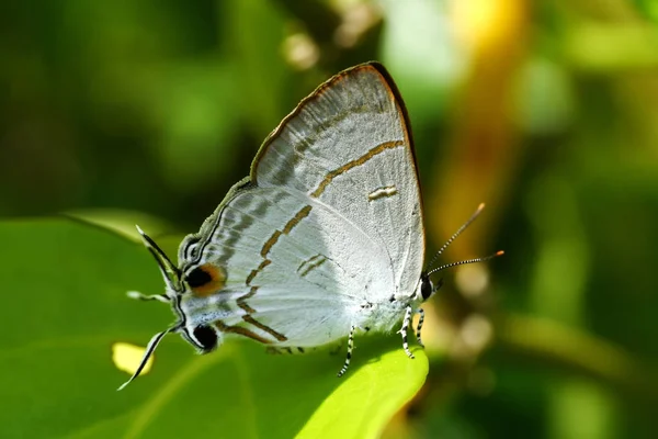 Mariposa sobre hoja con luz solar . — Foto de Stock