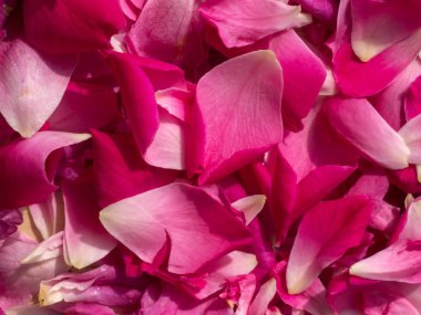 Pembe gül yaprakları gül çay için