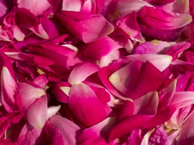 Pembe gül yaprakları gül çay için