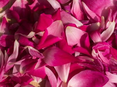 Pembe gül yaprakları gül çay için