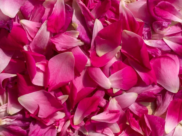 Rosa pétalas de rosa para chá de rosa — Fotografia de Stock
