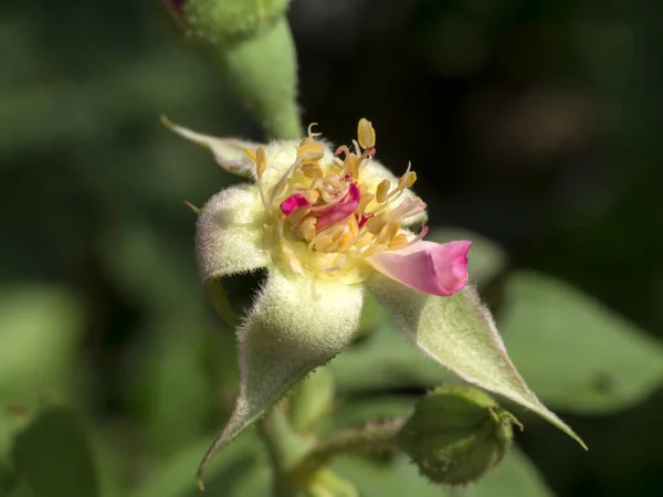 Stuifmeel van rozen — Stockfoto