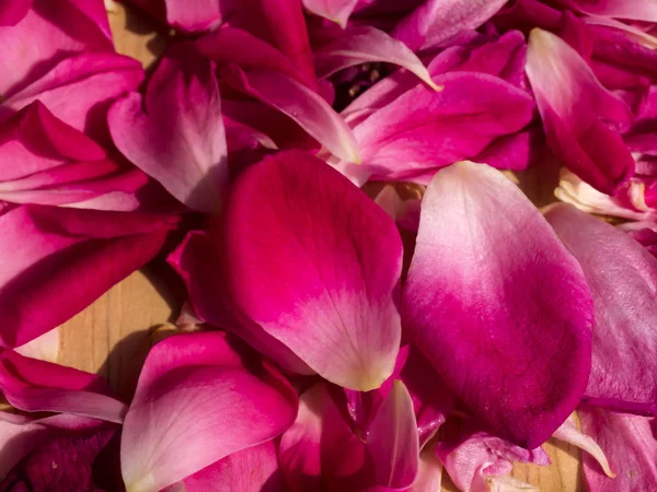 バラのお茶のピンクのバラの花びら — ストック写真