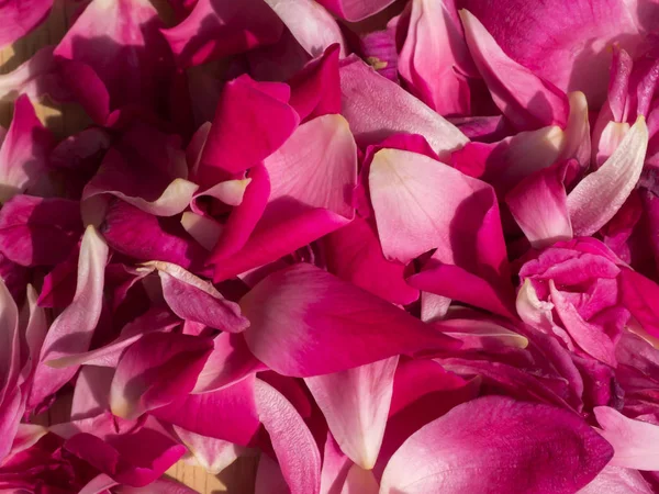 Pembe gül yaprakları gül çay için