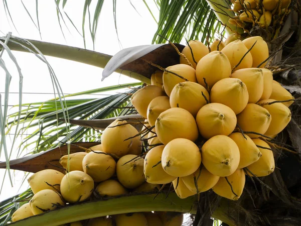 Noix de coco jaune sur l'arbre — Photo