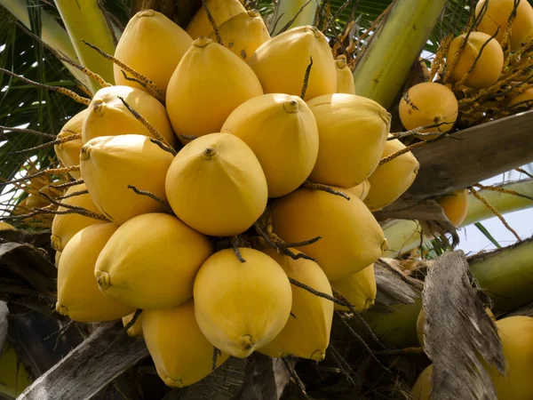 Coco amarelo na árvore — Fotografia de Stock