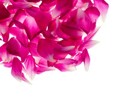 Pembe gül yaprakları gül çay için