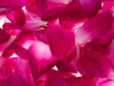 Pembe gül yaprakları gül çay için