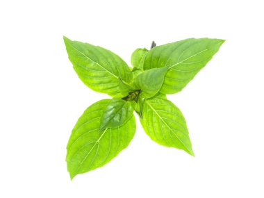 Reyhan, Tay fesleğen