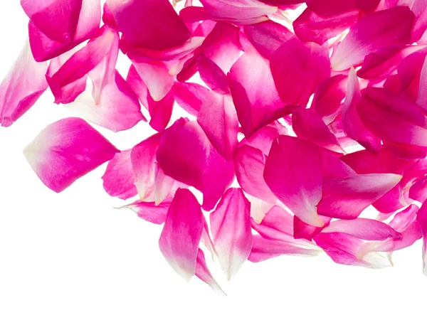 Pink rose petals for rose tea — Stock Photo, Image