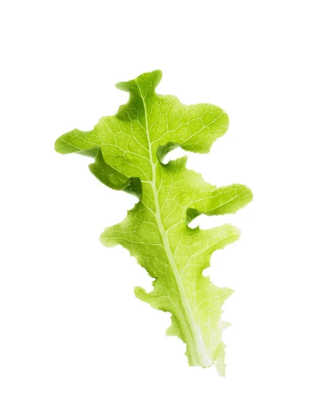 緑のオークの葉 — ストック写真