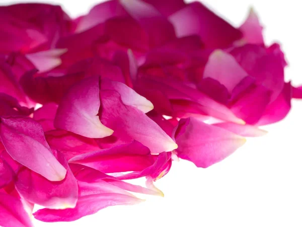 Pétalos de rosa rosa para té de rosa — Foto de Stock