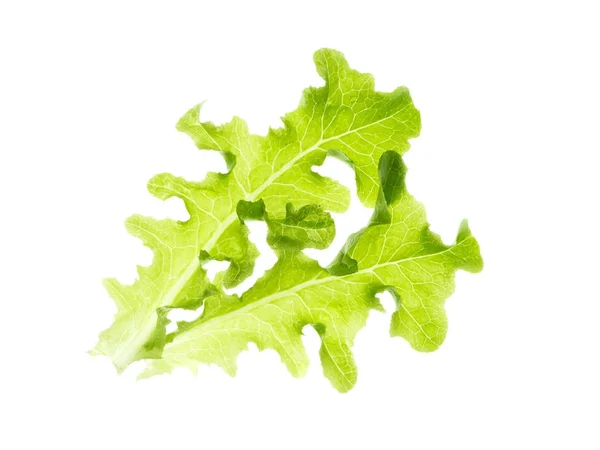 Liść zielony dąb — Zdjęcie stockowe