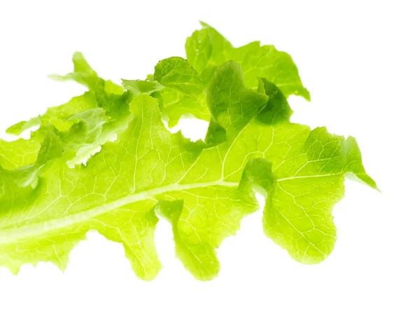 Liść zielony dąb — Zdjęcie stockowe
