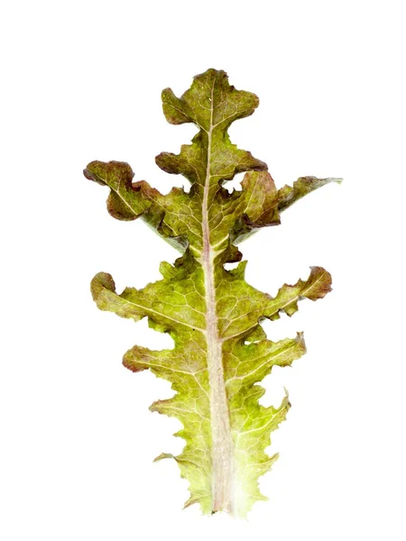 Leaf of Green Oak — Stock Photo, Image