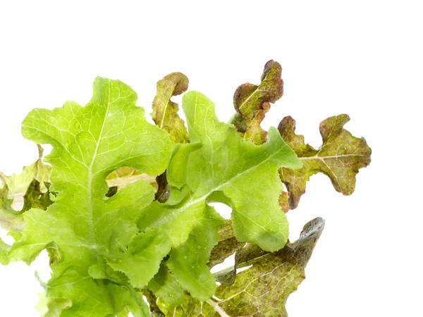 Foglia di Quercia Verde — Foto Stock