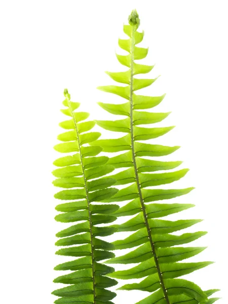 Close up fern leaf on white background. — Stock Photo, Image