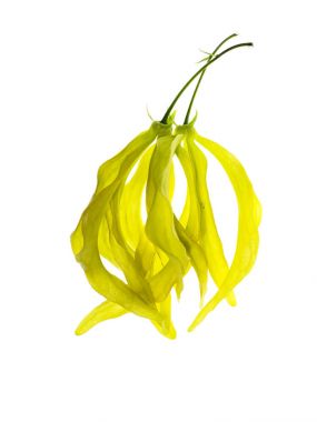 Çin Desmos çiçek.