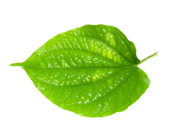 Folha verde da planta Wildbetal Leafbush . — Fotografia de Stock