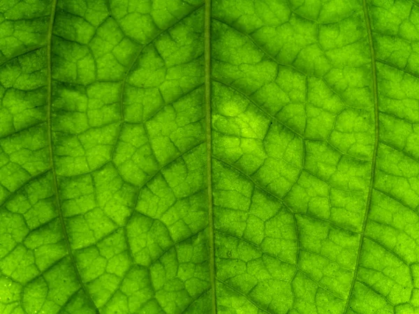 Feuille verte de feuillus wildbetal . — Photo