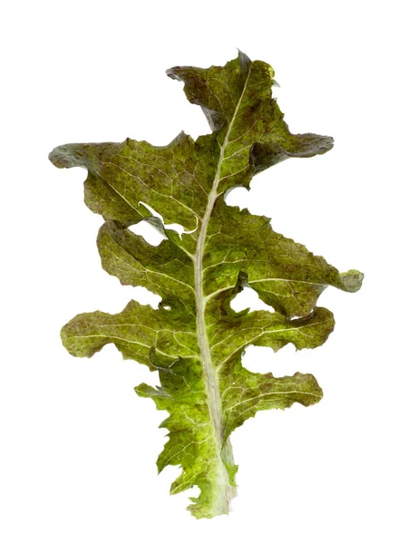 Frunza de stejar verde — Fotografie, imagine de stoc
