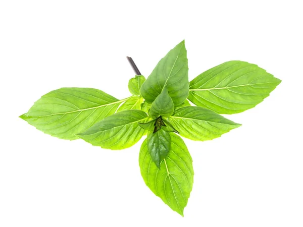 Sweet Basil, Thai Basil — Stock Photo, Image