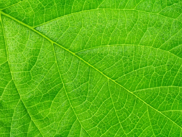 Close up grüne Blatt Tapete. — Stockfoto