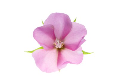 Dombeya çiçek beyaz arka plan üzerinde.